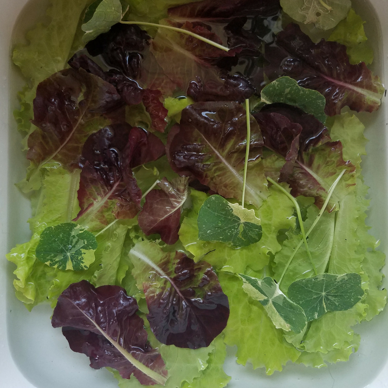 Green and Red Lettuce Leaves in Water